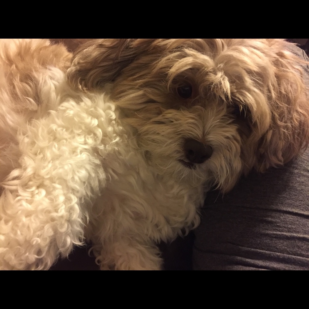 Meet your Posher, Shirley